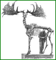 Squelette d'un mégacéros