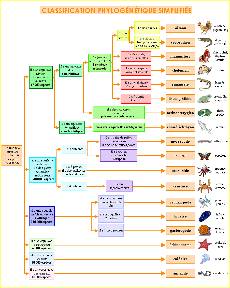 Classification phylogénétique (1)