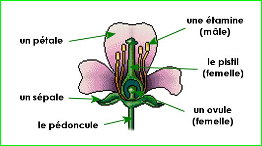 Croquis simplifié d'une fleur