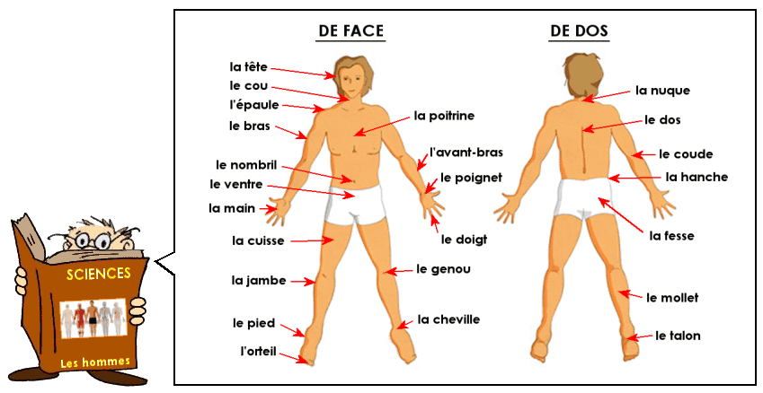 Soutien67 : Sciences - Les hommes