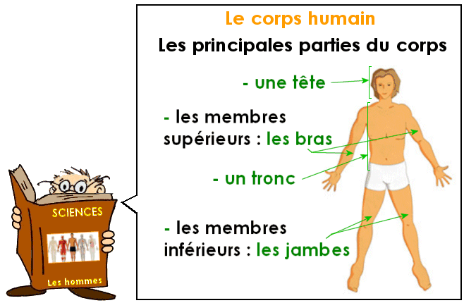 Soutien67 : le Corps Humain