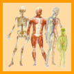 Activités sur le corps humain