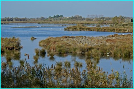 La plaine de Camargue (France)