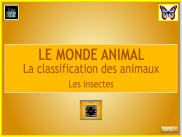 Le monde animal : diaporama - Les insectes