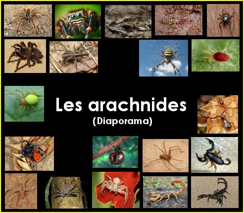 Diaporama : les arachnides