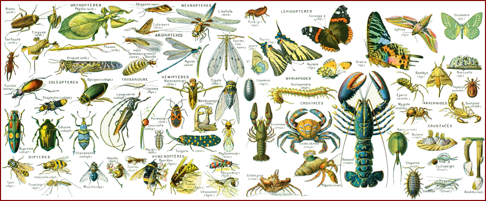 Les arthropodes