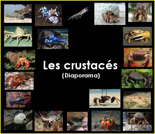 Diaporama : les crustacés