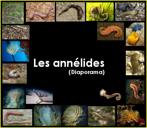 Diaporama : les annélides