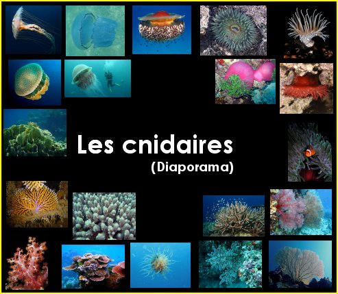 Diaporama : les cnidaires