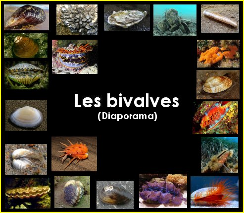 Diaporama : les bivalves