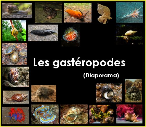 Diaporama : les gastéropodes