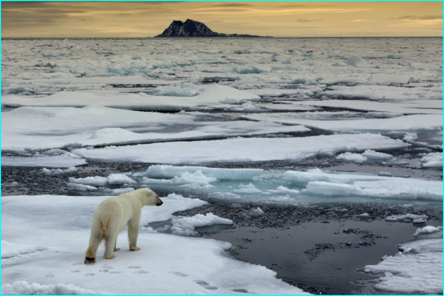 La banquise arctique