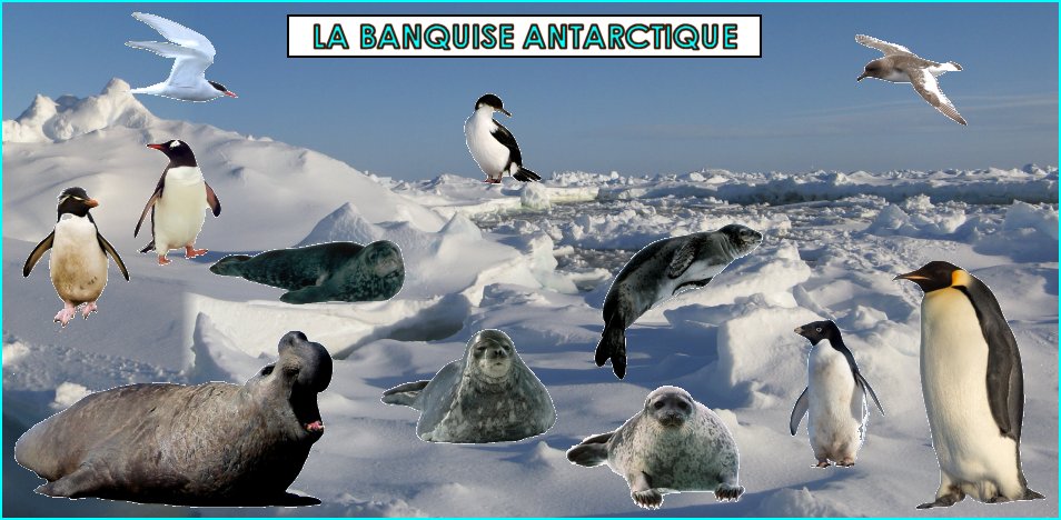 les animaux de la banquise antarctique