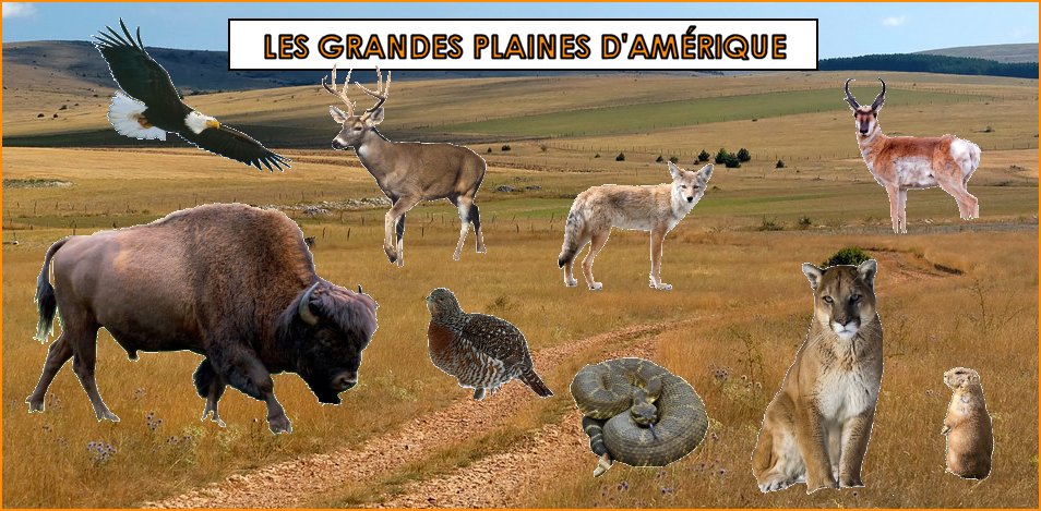 les animaux des grandes plaines américaines