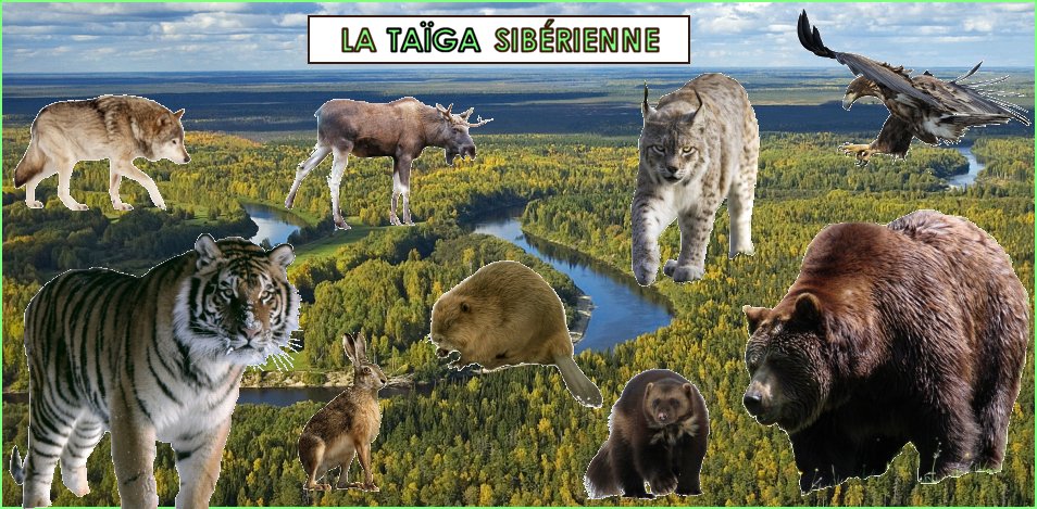 Les animaux de la taïga sibérienne