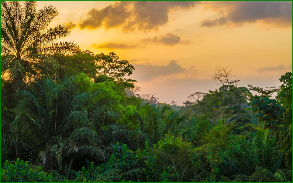 La forêt africaine