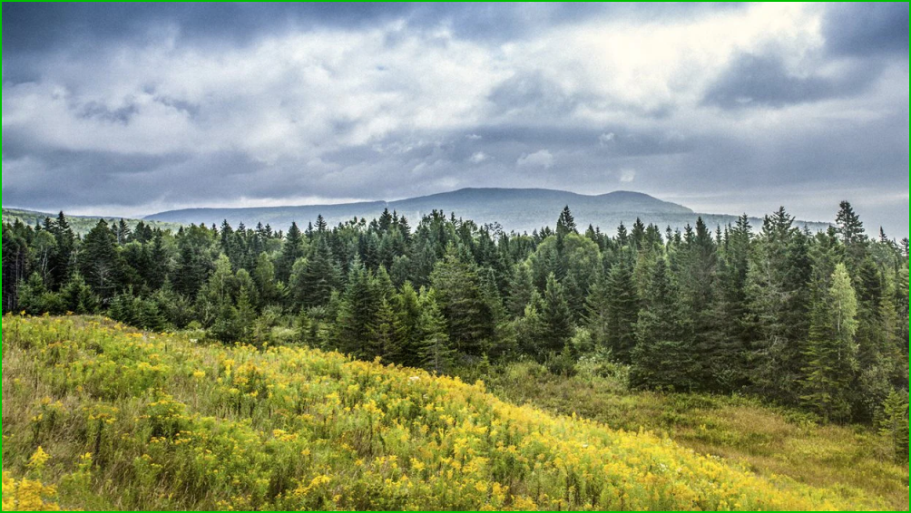 La forêt canadienne