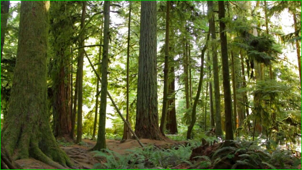 La forêt tempérée européenne