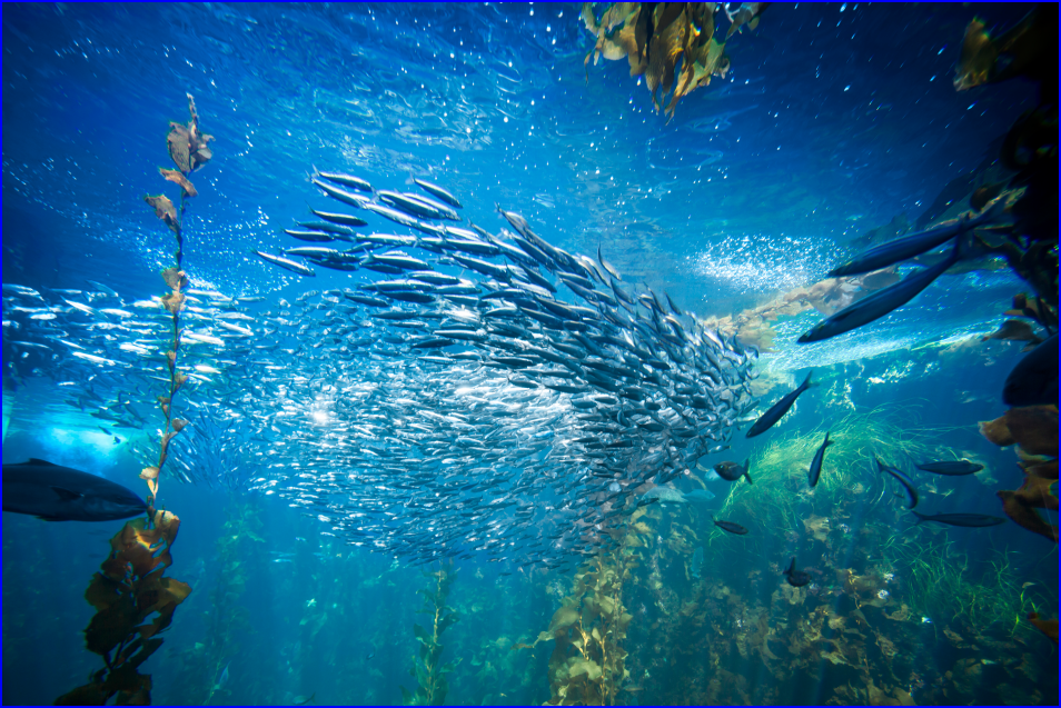 Les océans et les mers