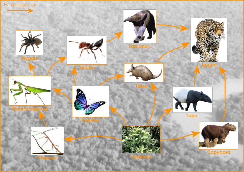 Exemple de réseau alimentaire de la forêt amazonienne