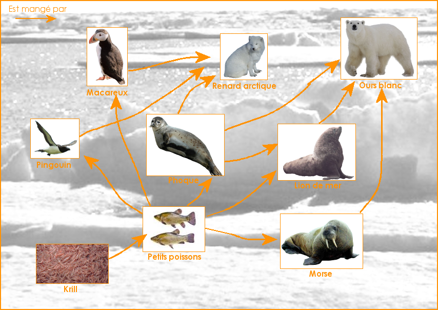Exemple de réseau alimentaire de la banquise arctique