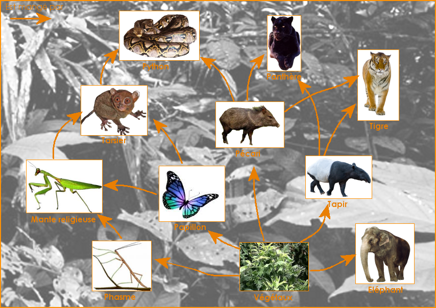 Exemple de réseau alimentaire de la jungle asiatique