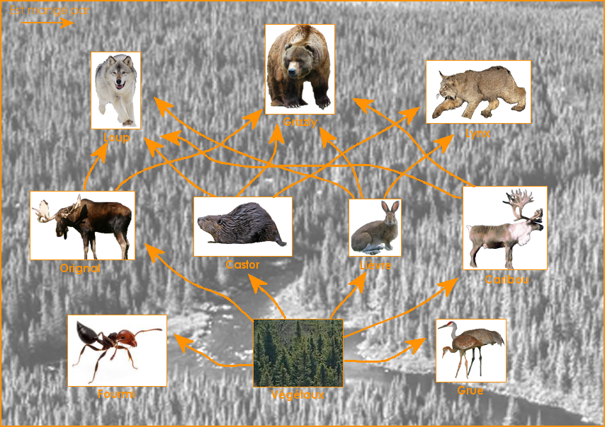 Exemple de réseau alimentaire de la forêt canadienne