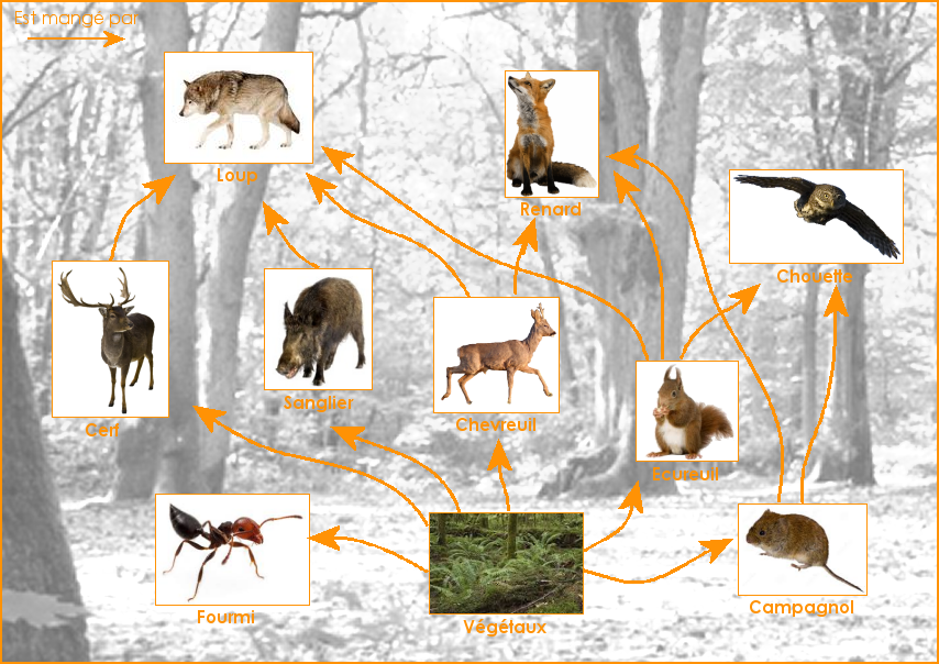 Exemple de réseau alimentaire de la la forêt tempérée