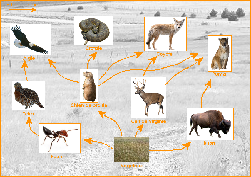 Exemple de réseau alimentaire des grandes plaines d'Amérique du Nord