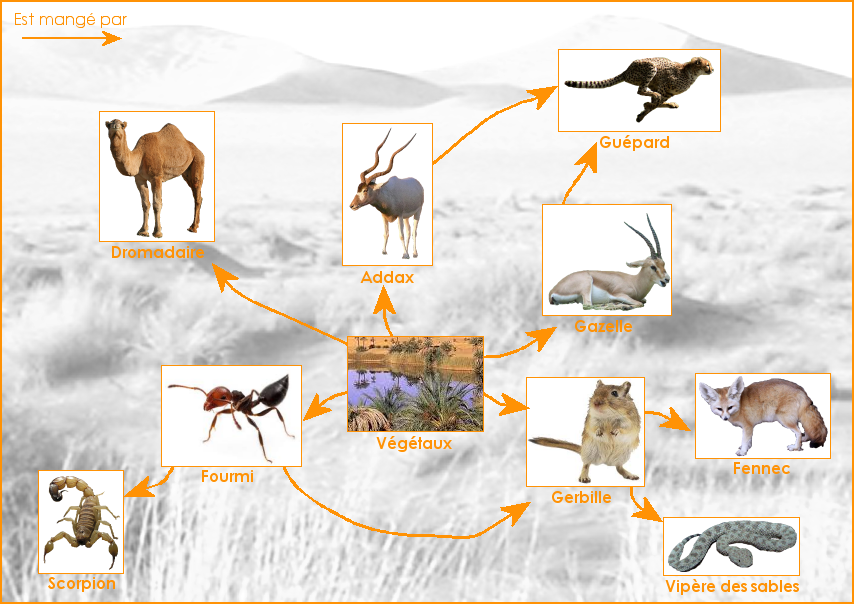 Exemple de réseau alimentaire du désert du Sahara