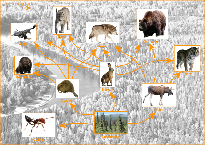 Exemple de réseau alimentaire de la taïga sibérienne