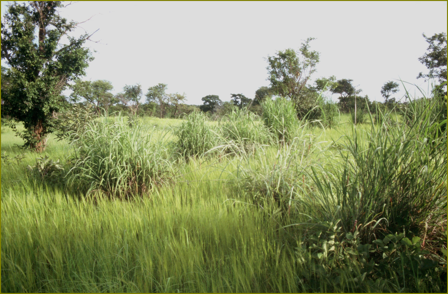 La savane africaine