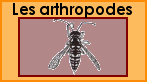 Lien vers les arthropododes