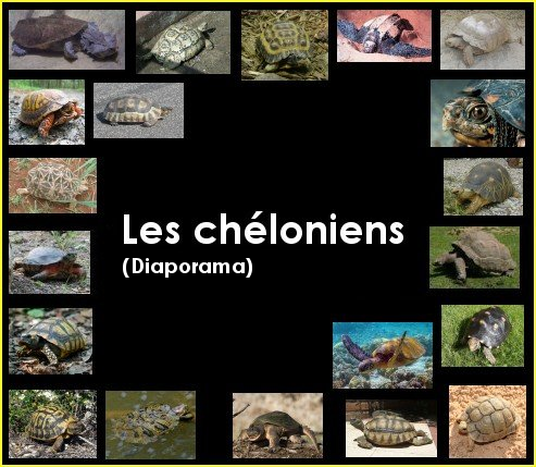 Diaporama : les chéloniens