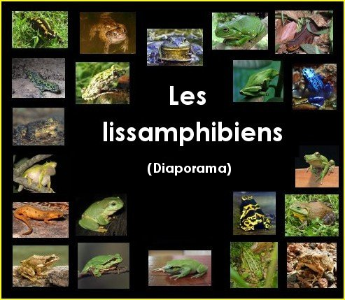 Diaporama : les lissamphibiens