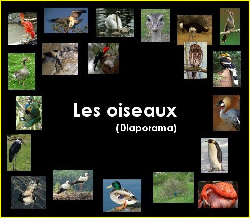 Diaporama : les oiseaux