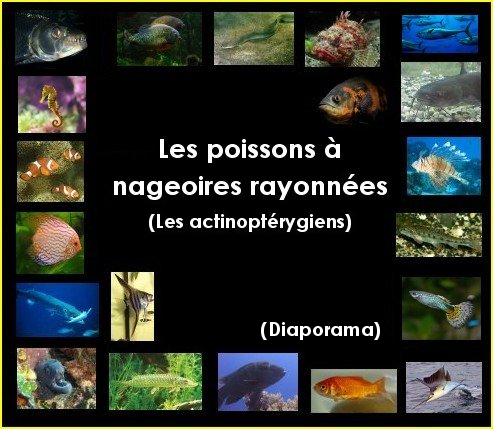 Diaporama : les actinoptérygiens ou poissons osseux