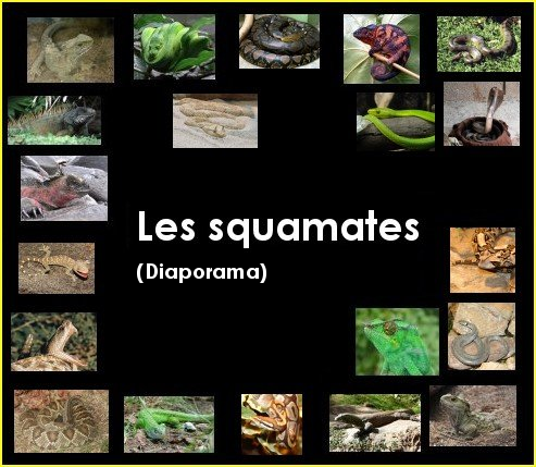 Diaporama : les squamates