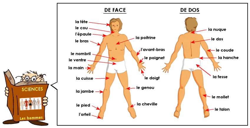 Le corps humain : les parties externes