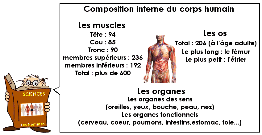 Le corps humain : les parties internes