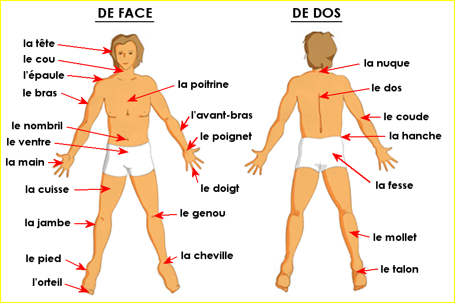 Le corps humain en détails