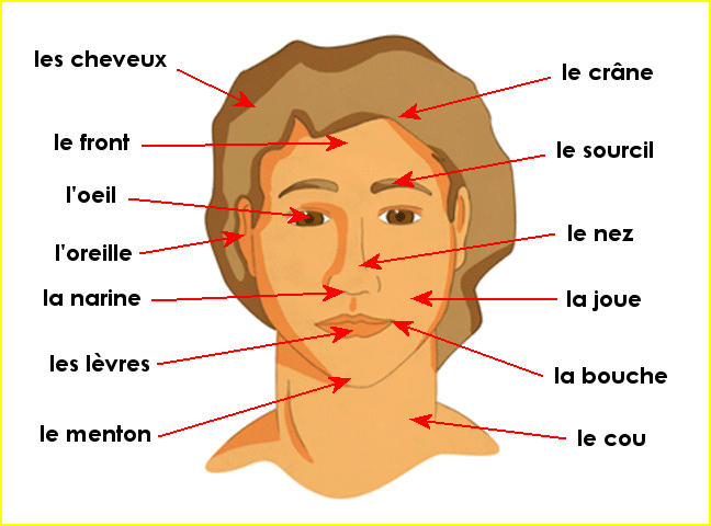 Le corps humain : la tête