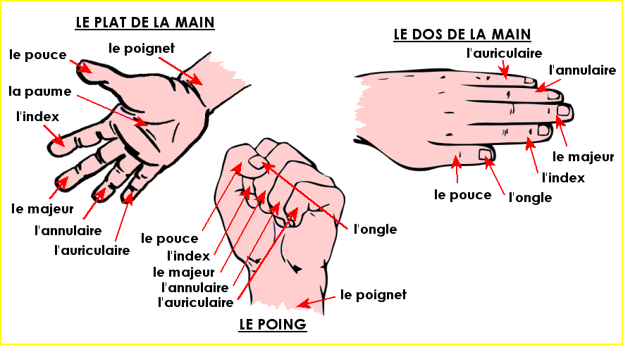 Le corps humain : la main