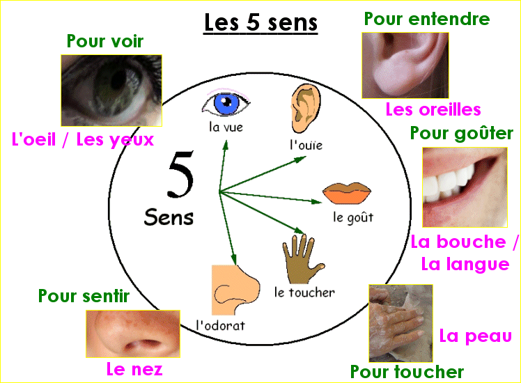 Le corps humain : les 5 sens