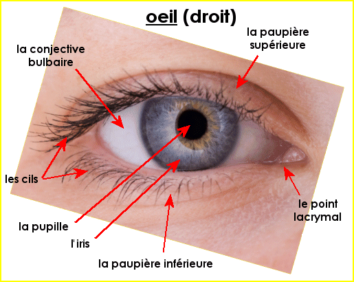 Le corps humain : les yeux