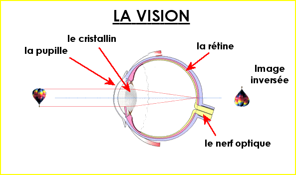 Le corps humain : la vision