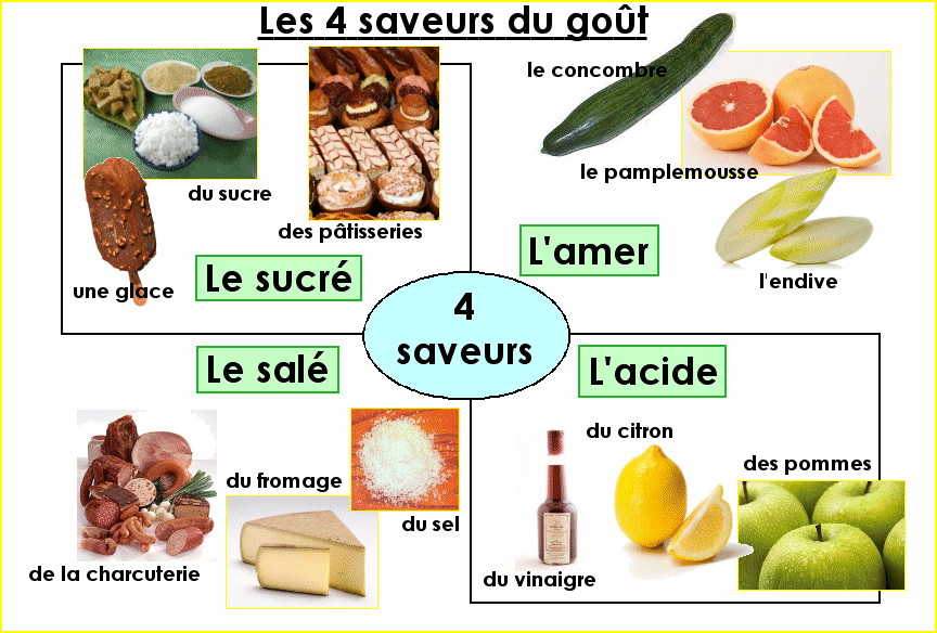 Le corps humain : les 4 saveurs du goût