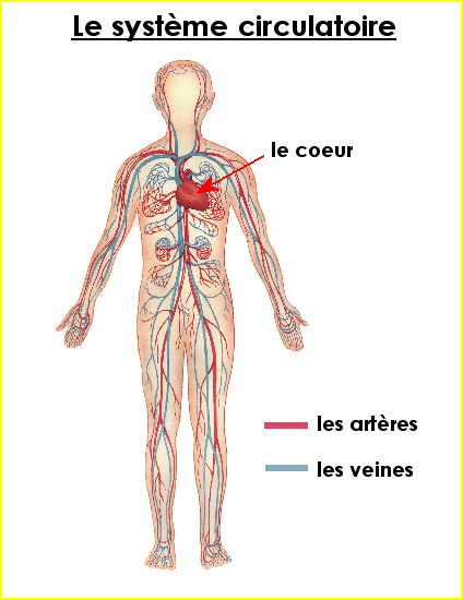 Le système circulatoire