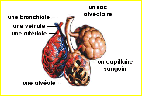 Les alvéoles pulmonaires