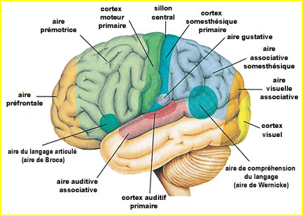 Le cerveau